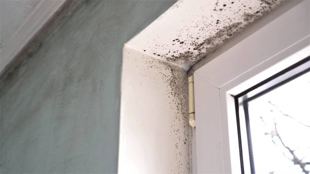 Best Fast Mold Removal  in Oklahoma, PA