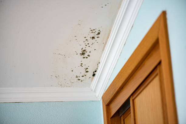 Best Local Mold Removal Service  in Oklahoma, PA