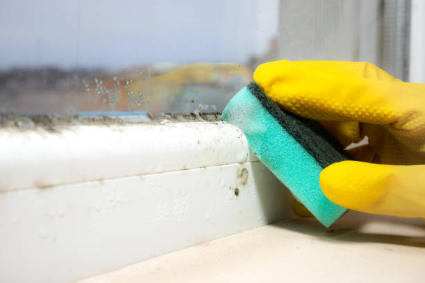 Best Best Mold Removal Companies  in Oklahoma, PA