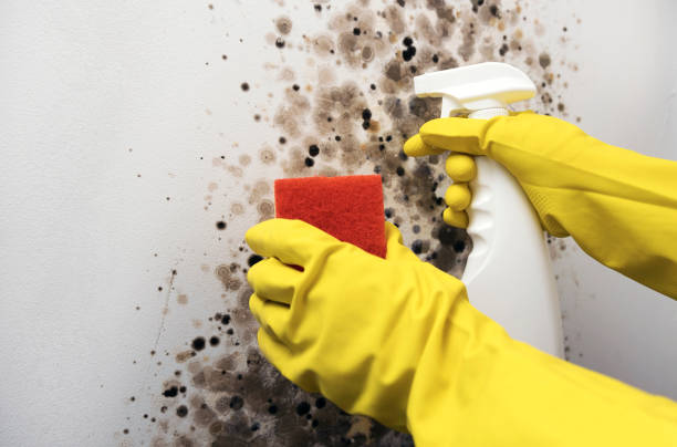 Best Office Mold Removal Services  in Oklahoma, PA