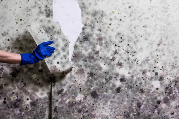 Trusted Oklahoma, PA Mold Removal Experts