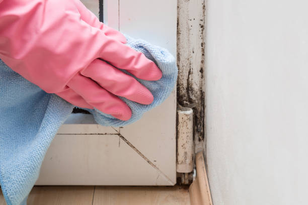 Mold Testing and Removal in Oklahoma, PA