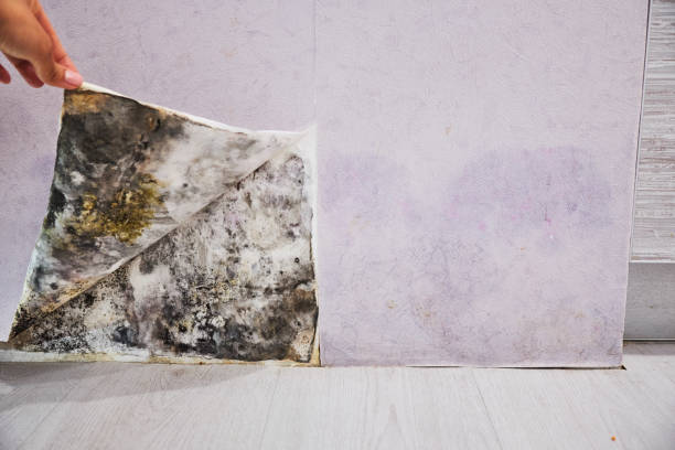 Best Best Mold Removal Companies  in Oklahoma, PA